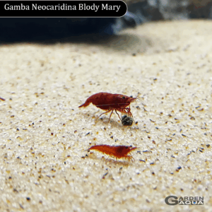 Neocaridina Bloody Mary