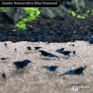 Neocaridina Blue Diamond