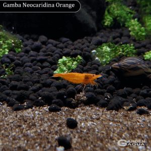 Neocaridina Orange