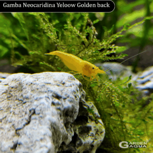 Neocaridina Yellow Golden