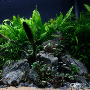 Roca Montaña por KG