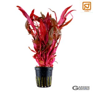 Alternanthera reineckii 'Pink' - Maceta