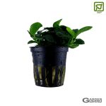 Anubias barteri 'Petite' - Maceta