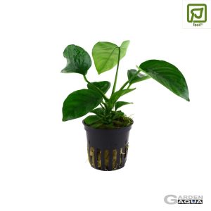 Anubias barteri var. caladiifolia - Maceta