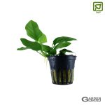 Anubias barteri var. nana - Maceta