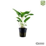 Anubias gracilis - Maceta