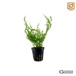 Bolbitis heudelotii - Maceta