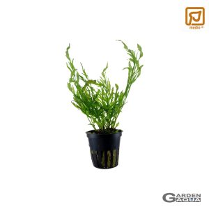 Bolbitis heudelotii - Maceta