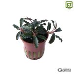 Bucephalandra 'Kedagang' - Maceta