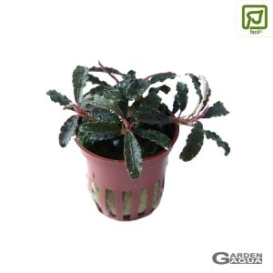 Bucephalandra 'Kedagang' - Maceta