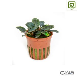 Bucephalandra sordidula 'Blue' - Maceta