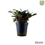 Bucephalandra sp. 'Red' - Maceta