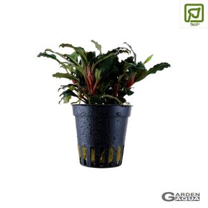 Bucephalandra sp. 'Red' - Maceta