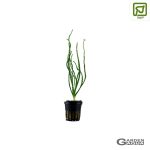 Crinum Calamistratum - Maceta