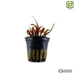 Cryptocoryne albida 'Marrón' - Maceta