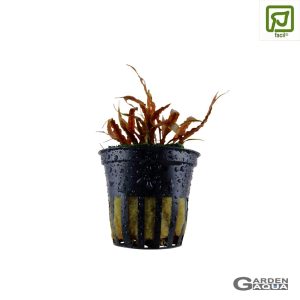 Cryptocoryne albida 'Marrón' - Maceta