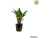 Cryptocoryne beckettii 'Petchii' - Maceta