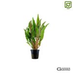 Cryptocoryne undulata 'Broad Leaf' - Maceta