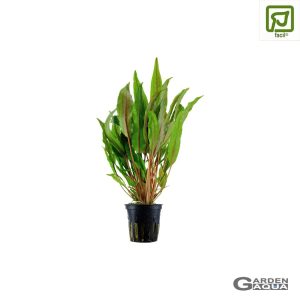 Cryptocoryne undulata 'Broad Leaf' - Maceta