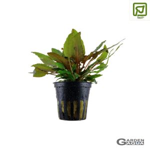 Cryptocoryne wendtii 'Tropica' - Maceta