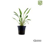Cryptocoryne x willisii - Maceta
