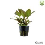 Lagenandra meeboldii 'Red' - Maceta