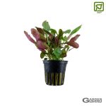 Lobelia cardinalis - Maceta