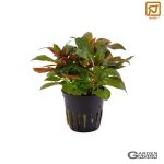 Ludwigia glandulosa - Maceta