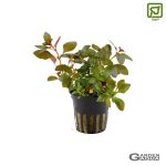 Ludwigia repens 'Rubin' - Maceta