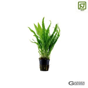 Microsorum pteropus - Maceta