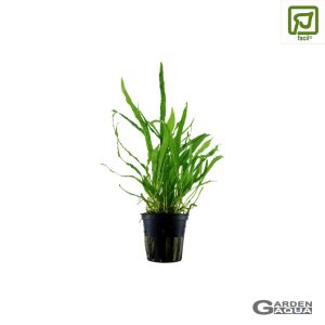 Microsorum pteropus 'Narrow' - Maceta