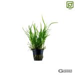 Microsorum pteropus 'Trident' - Maceta