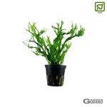 Microsorum pteropus 'Windeløv' - Maceta