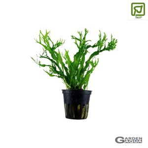 Microsorum pteropus 'Windeløv' - Maceta