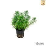 Myriophyllum mattogrossense - Maceta
