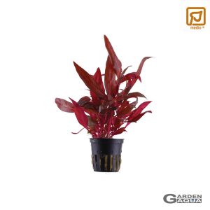 Alternanthera reineckii 'Rosanervig' - Maceta