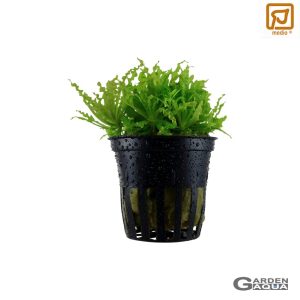 Pogostemon helferi - Maceta