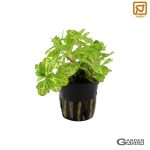 Shinnersia rivularis 'Weiss-Grün' - Maceta