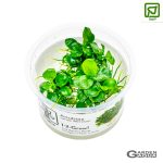 Anubias barteri 'Mini Coin' - pote 1-2 grow