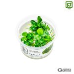 Anubias barteri 'Mini Coin' pote in Vitro - Tropica