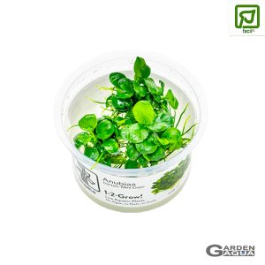 Anubias barteri 'Mini Coin' pote in Vitro - Tropica
