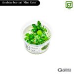 Anubias barteri 'Mini Coin' - Pote In Vitro